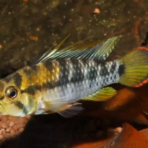 Inka Zwergbuntbarsch (Apistogramma baenschi) Expressversand